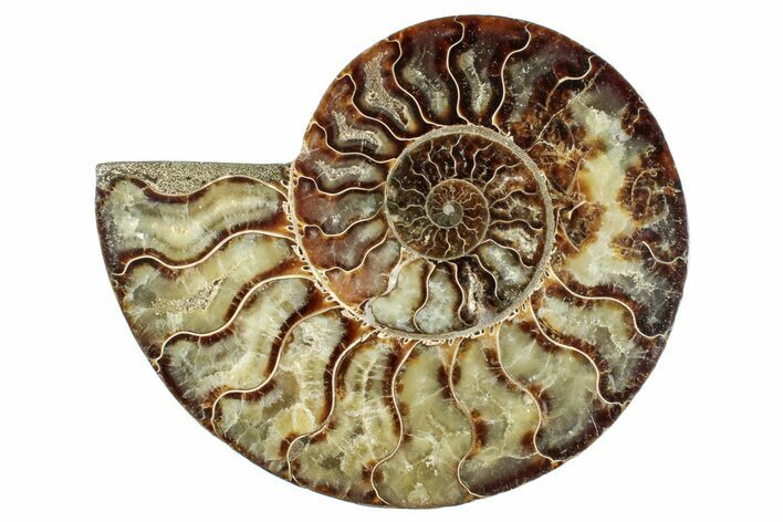 Cut & Polished Ammonite Fossil (Half) - Madagascar #267994